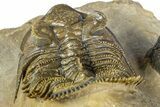 Spiny, Tower Eyed Erbenochile Trilobite - Morocco #363020-5